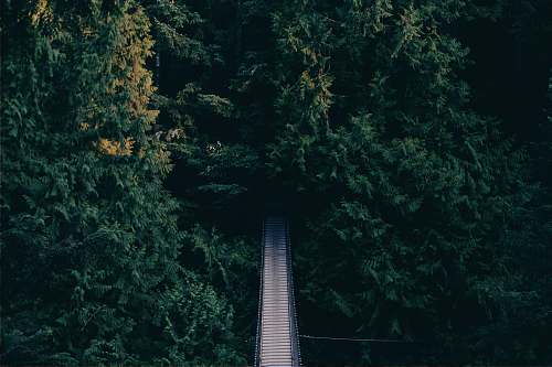 desktop wallpapers aerial photography of hanging bridge near trees desktop backgrounds